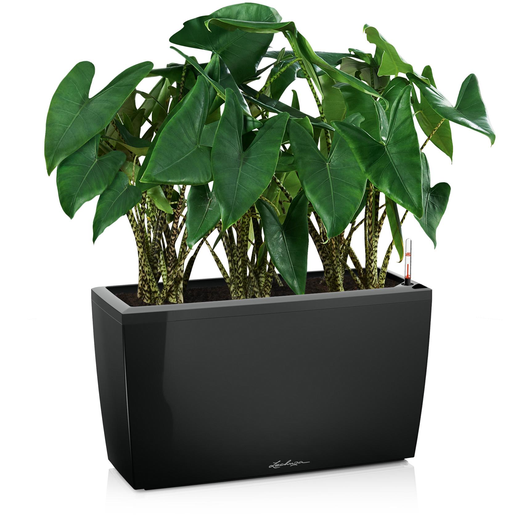 CARARO black high-gloss